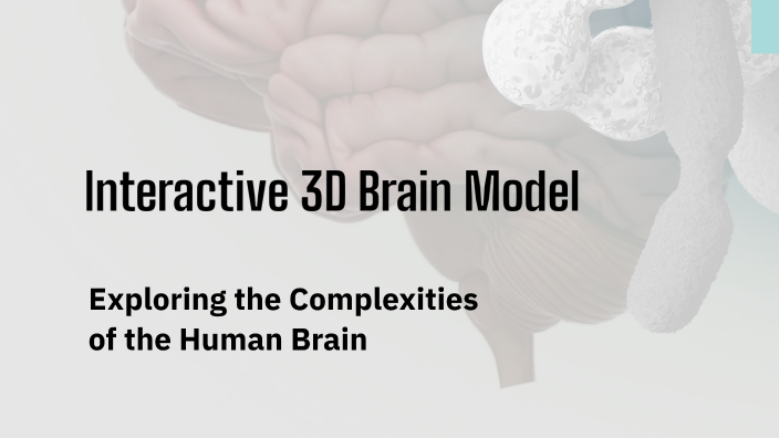Interactive 3D Brain Model by Emily Maines on Prezi