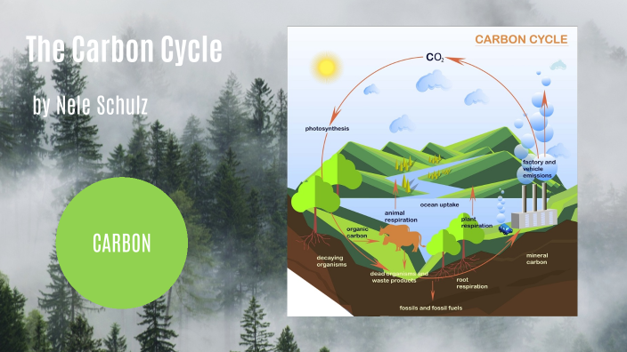 The Carbon Cycle by Nele Schulz on Prezi