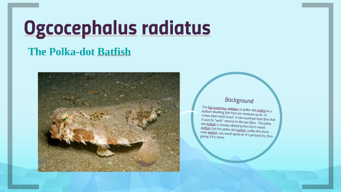 Ogcocephalus radiatus by Josh Moussa on Prezi