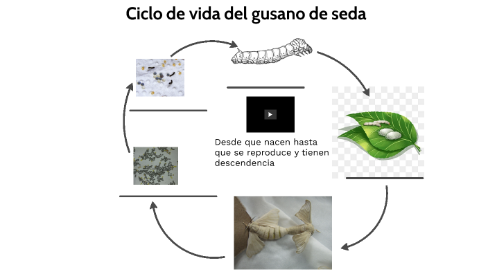 ciclo de vida del gusano de seda by Fernando Baez Vega on Prezi