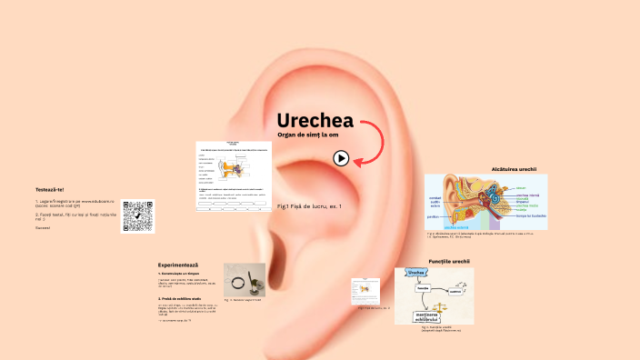 test biologie clasa 7 urechea