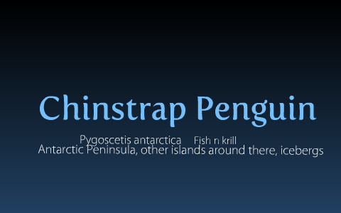 Adaptations for Chinstrap Penguin by Gabe Taylor on Prezi