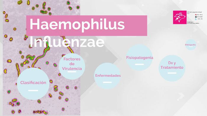 Haemophilus Influenzae by Andrea Carbajal Villa on Prezi