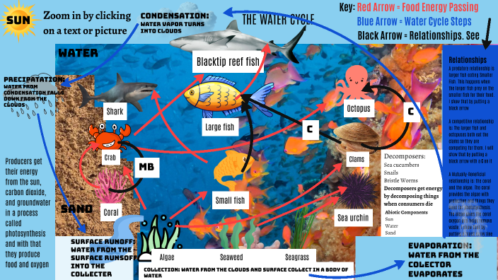 Brady's Science Coral Reef Ecosystem Model by BRADY ROTSTEIN