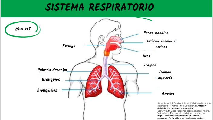 Función de sistema respiratorio by Nicolas Tobar on Prezi
