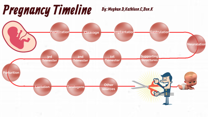The Real Pregnancy Timeline Get The Facts On Hasta Cuántas Semanas Dura Un Embarazo - yn8nask