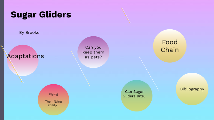 sugar glider food web