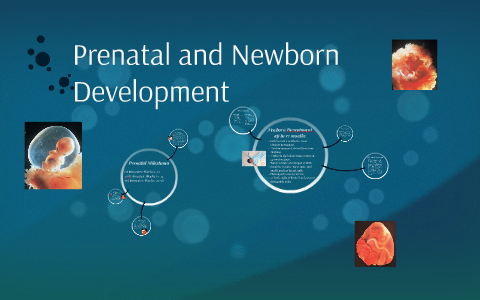 Prenatal and Newborn Development by Britney Spence on Prezi
