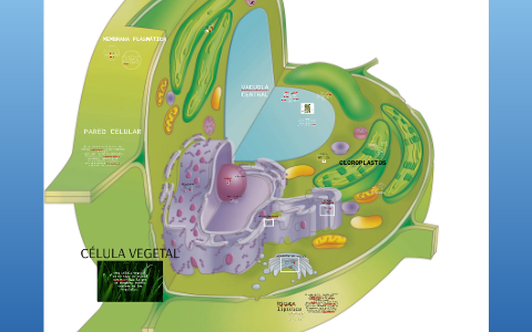 CÉlula Vegetal By Elva Mariana Solis On Prezi