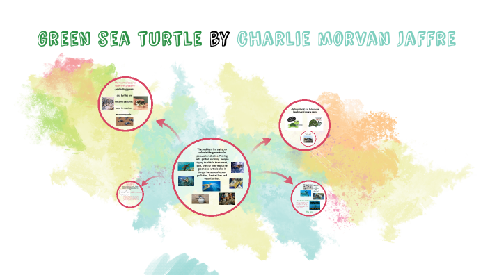 green sea turtle by Charlie Jaffre on Prezi