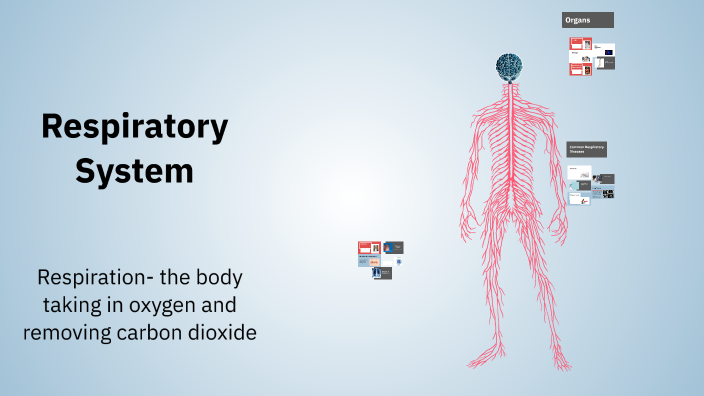 Respiratory System by Kiana Ward on Prezi