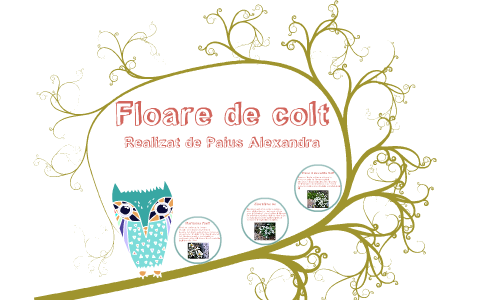 Floare De Colt By Paius Alexandra On Prezi