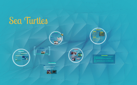 Sea Turtles by Amina Lewis on Prezi