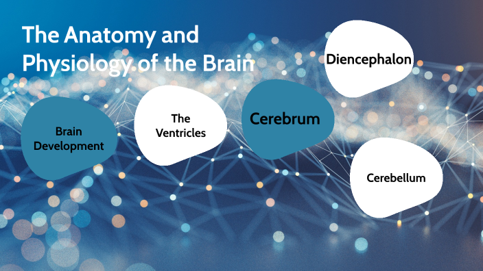 The Anatomy and Physiology of the Brain by Zoe Lugo on Prezi