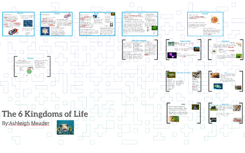 The 6 Kingdoms Of Life By Ashleigh M