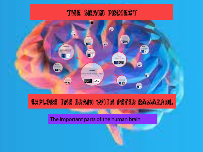 The Brain Project By Peter R. by Peter Rmn on Prezi
