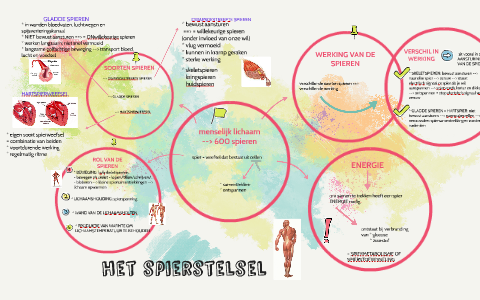 het spierstelsel by Silvie Meylaers