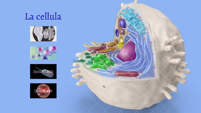 La cellula by Carmine Iapicca on Prezi