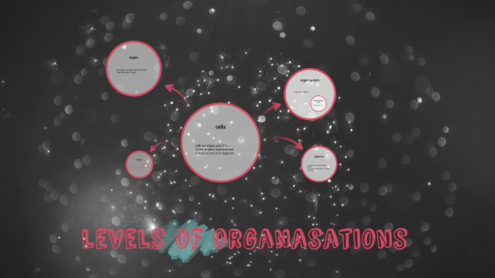 levels of organasations by jasmine mwiza on Prezi