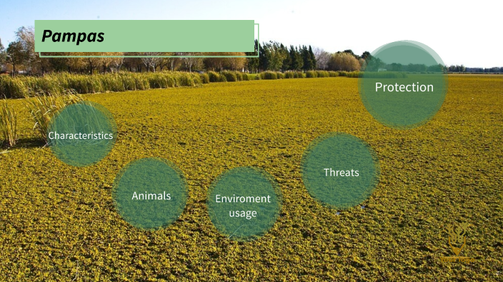 Pampas by Abby Proctor on Prezi