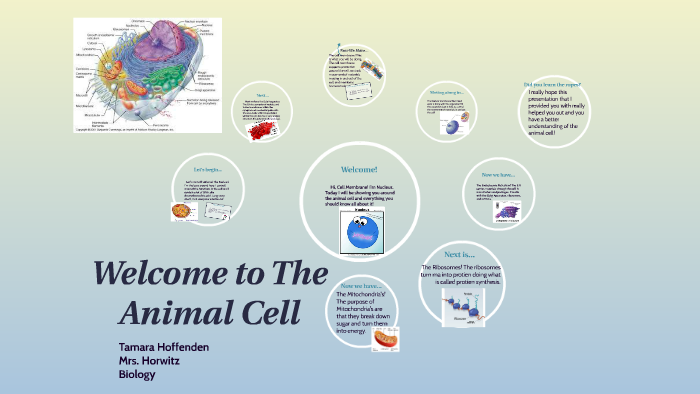 The Animal Cell and it's Functions by Tamara Hoffenden on Prezi