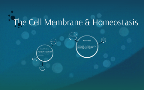 The Cell Membrane & Homeostasis By Jenna Skinner On Prezi