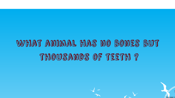 What animal has no bones but thousands of teeth ? by Luna Sarmiento