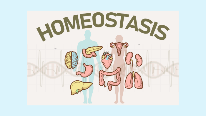  Detalle   imagen dibujos de la homeostasis