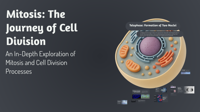 Mitosis: The Journey of Cell Division by ALEXANDER DEUTSCH on Prezi