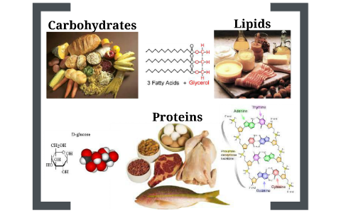 Macromolecules by Zachary McAllister on Prezi