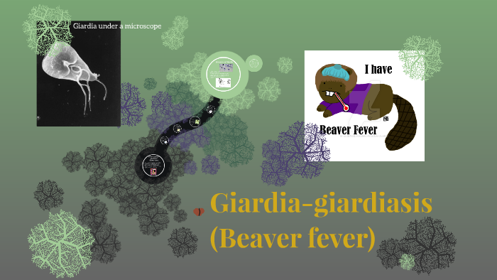 Beaver Fever! Beaver Fever!