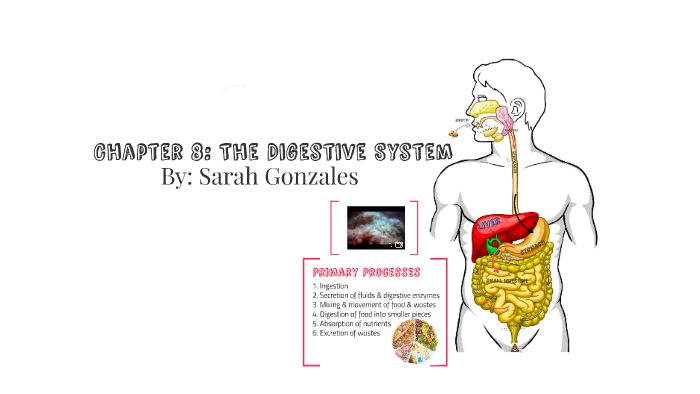 Chapter 8: The Digestive System by Sarah Gonzales on Prezi