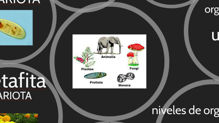 Los 5 reinos de la naturaleza by Christian sastre on Prezi