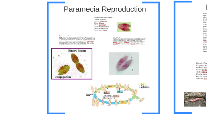 Paramecia Reproduction By Macail Evans On Prezi Next