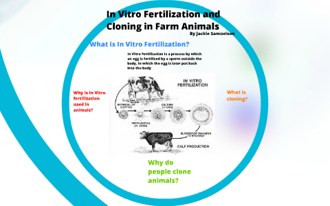 In Vitro Fertilization and Cloning in Farm Animals by Jackie Samuelson