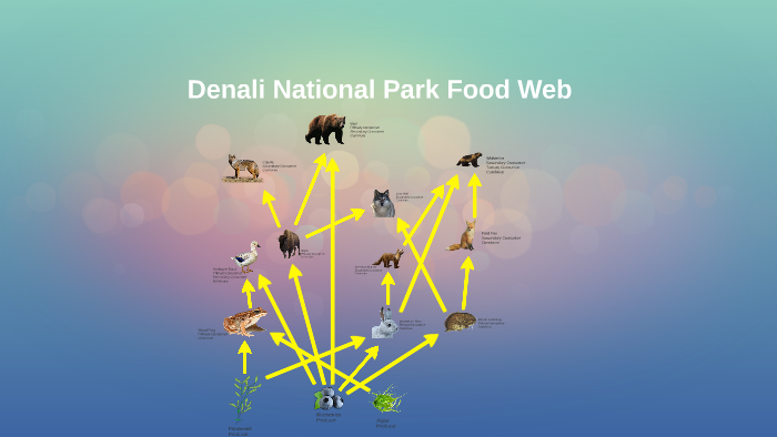 Denali Food Web by Cole McBride on Prezi