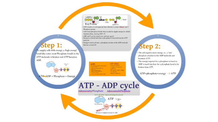 Does Atp Or Adp Have More Stored Energy Wasfa Blog