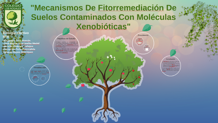 Mecanismos De Fitorremediación De Suelos Contaminados Con Mo By
