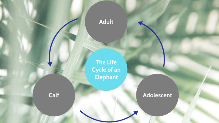 Life Cycle of an Elephant by Carolyn Burrows