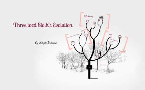 Sloth Evolution By Maya Krause