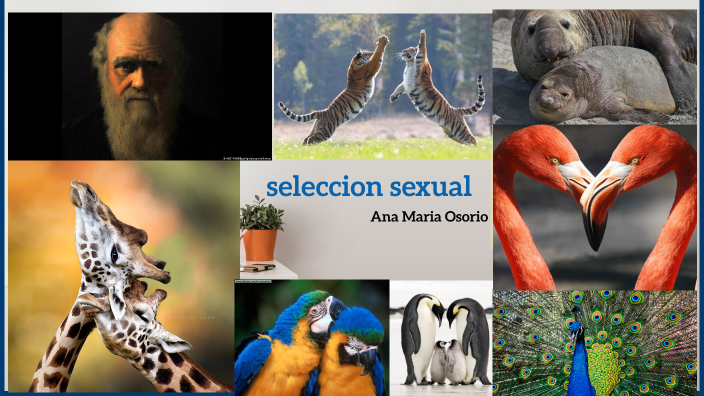 En Que Consiste La Seleccion Sexual