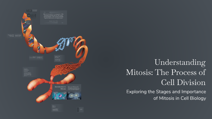 Understanding Mitosis: The Process of Cell Division by RYZA BAGON on Prezi