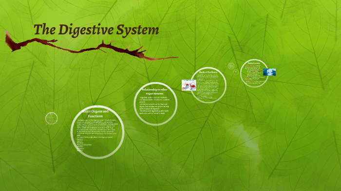 The Digestive System by stephanie wong on Prezi