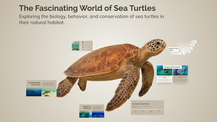 The Fascinating World of Sea Turtles by Hadley Ginther on Prezi