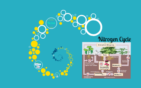 Nitrogen Cycle by Kevin Ortiz on Prezi