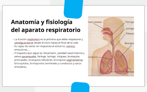 Mapa conceptual: fisioterapia en patologías del sistema resp by Beatriz  López-Terradas Rodríguez on Prezi Next