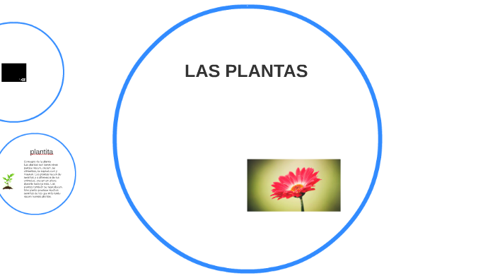 LAS PLANTAS by jimmy calla colana