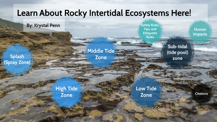 rocky intertidal experiment