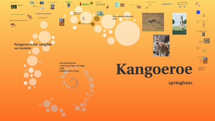Kangoeroe springhaas by Jayden Nicolaas on Prezi