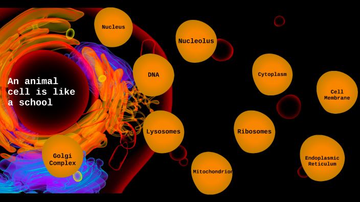 Animal Cell Compared to a School by Meredith Mitchell on Prezi